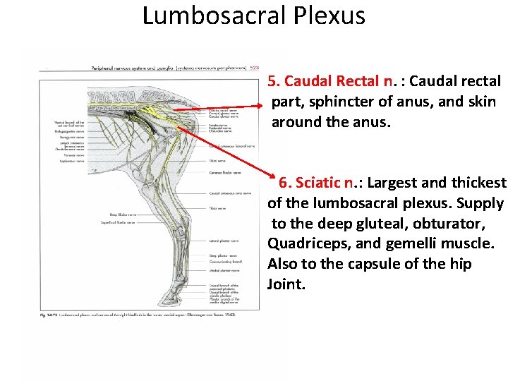 Lumbosacral Plexus 5. Caudal Rectal n. : Caudal rectal part, sphincter of anus, and