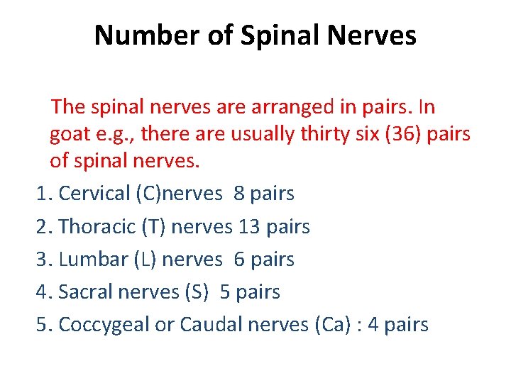 Number of Spinal Nerves The spinal nerves are arranged in pairs. In goat e.