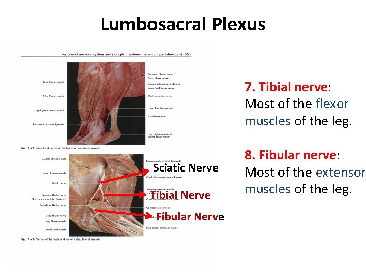 Lumbosacral Plexus 7. Tibial nerve: Most of the flexor muscles of the leg. Sciatic