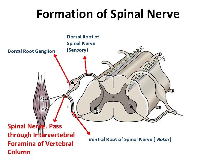 Formation of Spinal Nerve Dorsal Root Ganglion Dorsal Root of Spinal Nerve (Sensory) Spinal