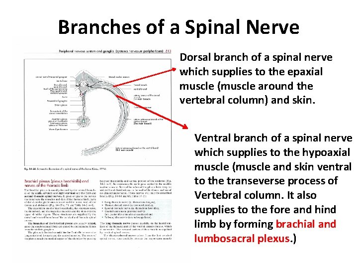 Branches of a Spinal Nerve Dorsal branch of a spinal nerve which supplies to