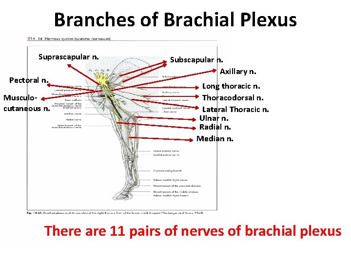 Branches of Brachial Plexus Suprascapular n. Pectoral n. Musculocutaneous n. Subscapular n. Axillary n.