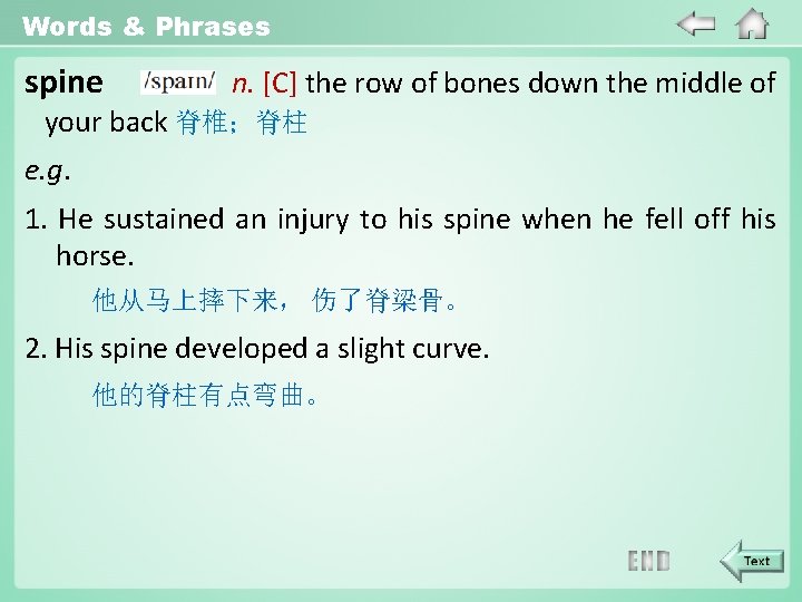 Words & Phrases spine n. [C] the row of bones down the middle of