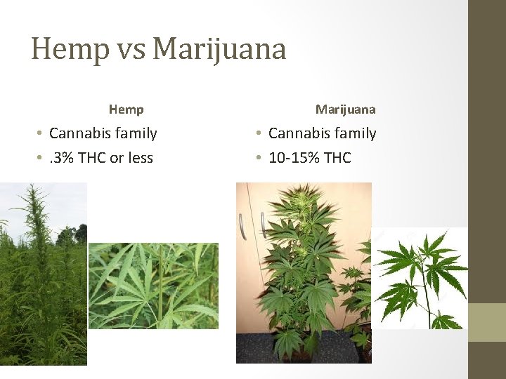 Hemp vs Marijuana Hemp • Cannabis family • . 3% THC or less Marijuana Hemp vs Marijuana Hemp • Cannabis family • . 3% THC or less Marijuana
