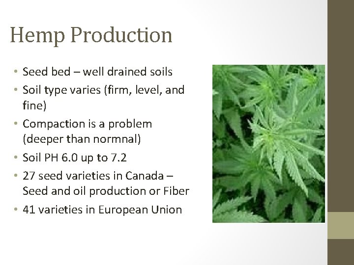 Hemp Production • Seed bed – well drained soils • Soil type varies (firm, Hemp Production • Seed bed – well drained soils • Soil type varies (firm,