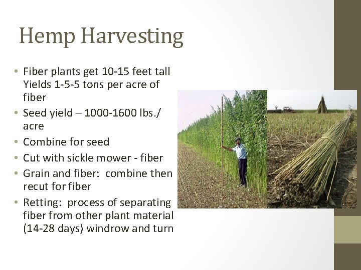 Hemp Harvesting • Fiber plants get 10 -15 feet tall Yields 1 -5 -5 Hemp Harvesting • Fiber plants get 10 -15 feet tall Yields 1 -5 -5