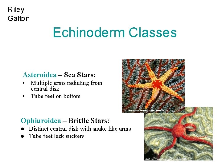 Riley Galton Echinoderm Classes Asteroidea – Sea Stars: • Multiple arms radiating from central