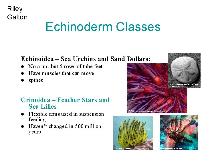 Riley Galton Echinoderm Classes Echinoidea – Sea Urchins and Sand Dollars: l l l