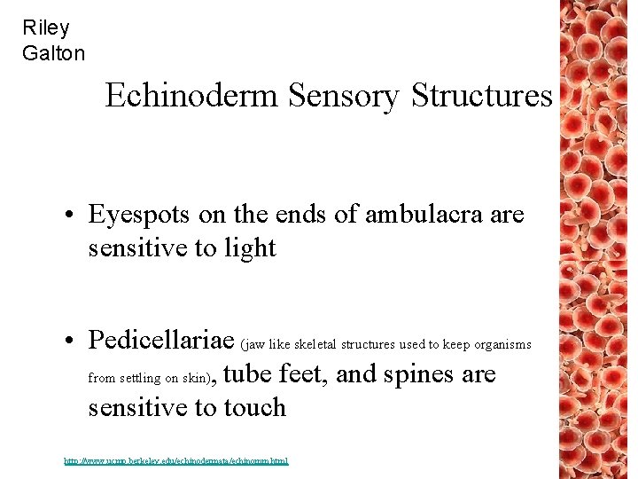 Riley Galton Echinoderm Sensory Structures • Eyespots on the ends of ambulacra are sensitive