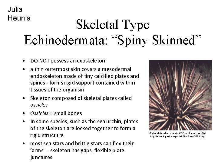 Julia Heunis Skeletal Type Echinodermata: “Spiny Skinned” • DO NOT possess an exoskeleton •