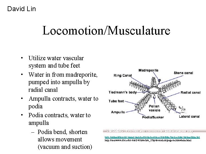 David Lin Locomotion/Musculature • Utilize water vascular system and tube feet • Water in