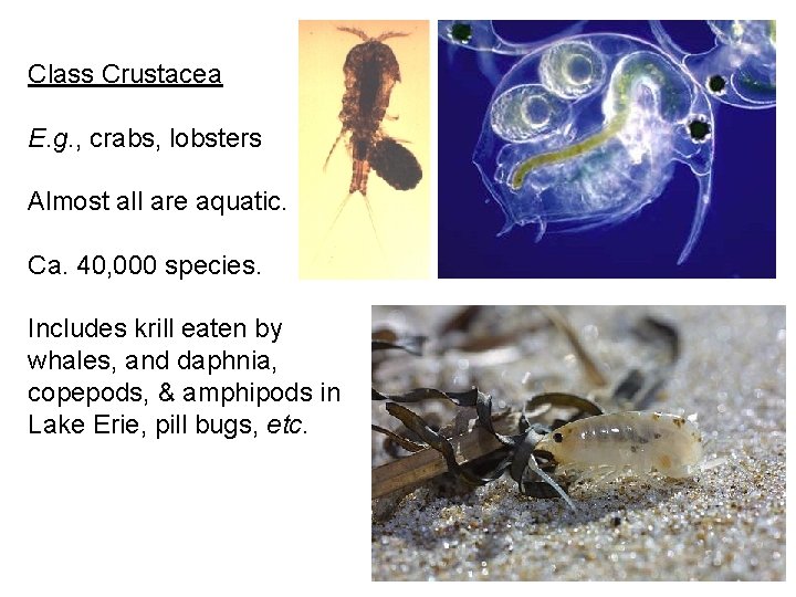 Class Crustacea E. g. , crabs, lobsters Almost all are aquatic. Ca. 40, 000
