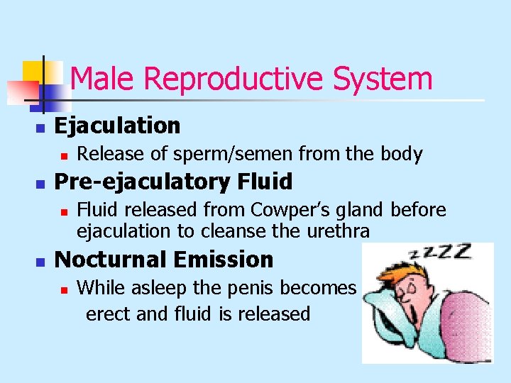 Male Reproductive System n Ejaculation n n Pre-ejaculatory Fluid n n Release of sperm/semen