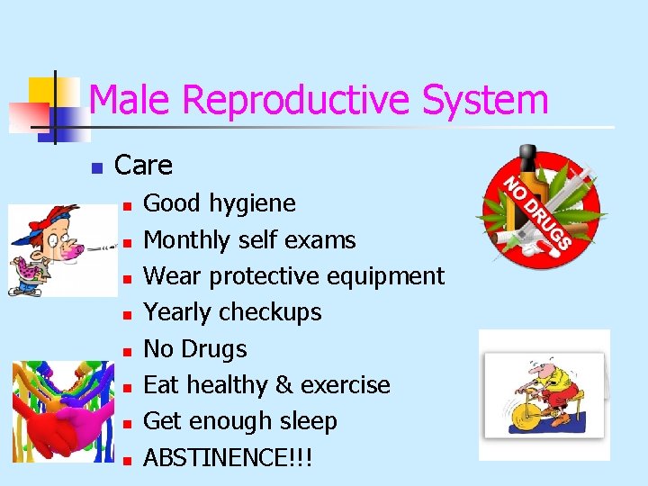 Male Reproductive System n Care n n n n Good hygiene Monthly self exams