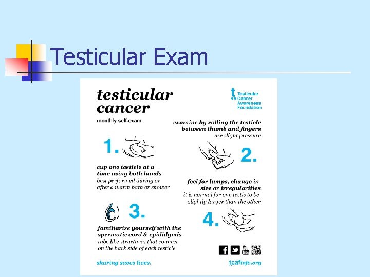 Testicular Exam 