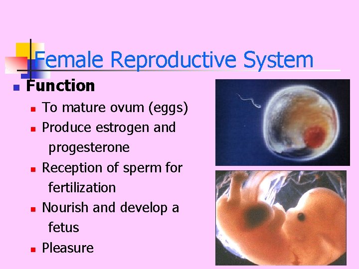 Female Reproductive System n Function n n To mature ovum (eggs) Produce estrogen and