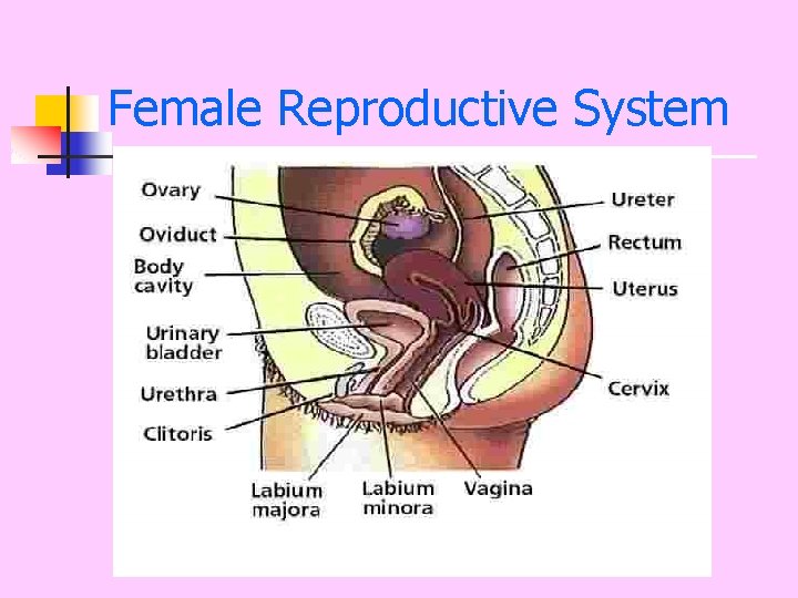 Female Reproductive System 