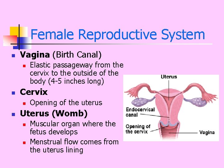 Female Reproductive System n Vagina (Birth Canal) n n Cervix n n Elastic passageway