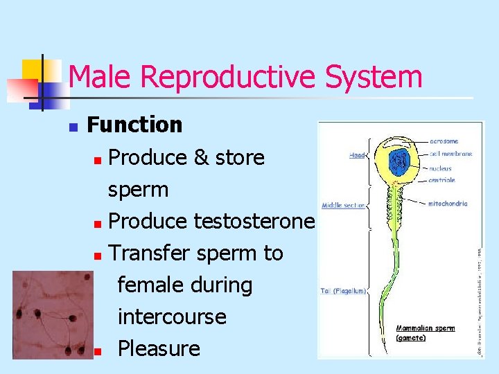 Male Reproductive System n Function n Produce & store sperm n Produce testosterone n