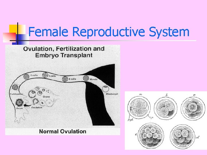 Female Reproductive System 