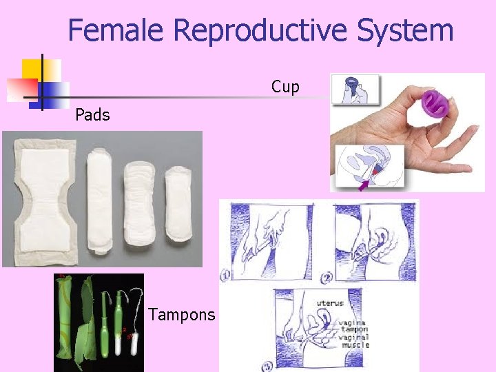 Female Reproductive System Cup Pads Tampons 