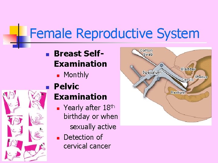 Female Reproductive System n Breast Self. Examination n n Monthly Pelvic Examination n n