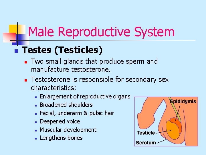 Male Reproductive System n Testes (Testicles) n n Two small glands that produce sperm