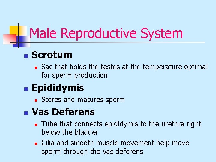 Male Reproductive System n Scrotum n n Epididymis n n Sac that holds the
