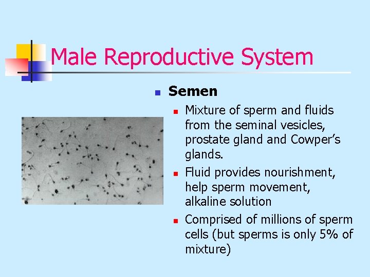 Male Reproductive System n Semen n Mixture of sperm and fluids from the seminal