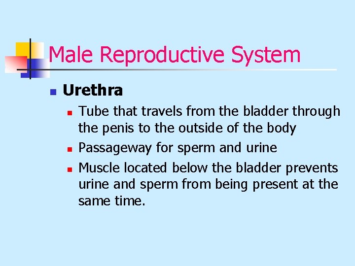 Male Reproductive System n Urethra n n n Tube that travels from the bladder