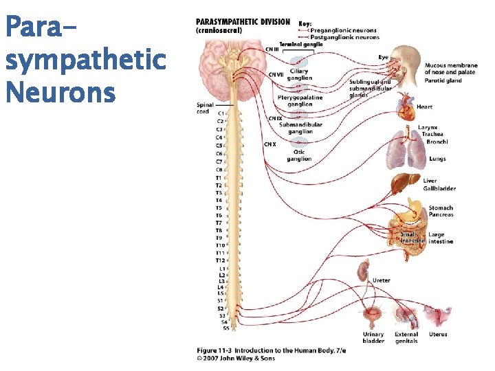 Parasympathetic Neurons 