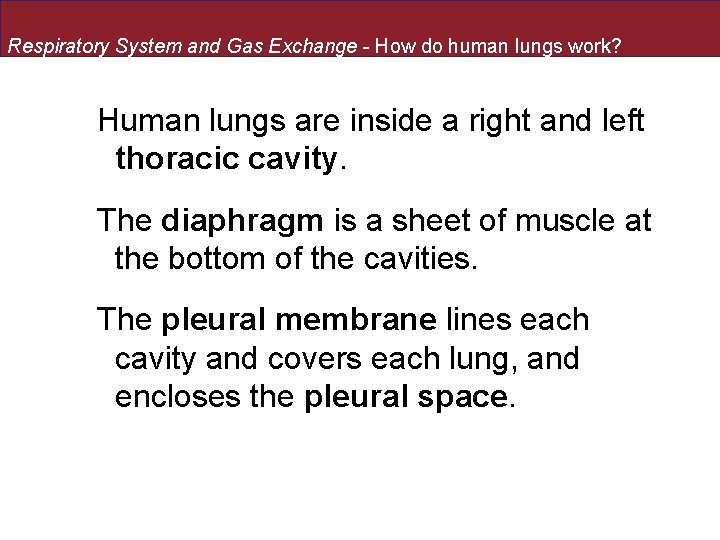 Respiratory System and Gas Exchange - How do human lungs work? Human lungs are