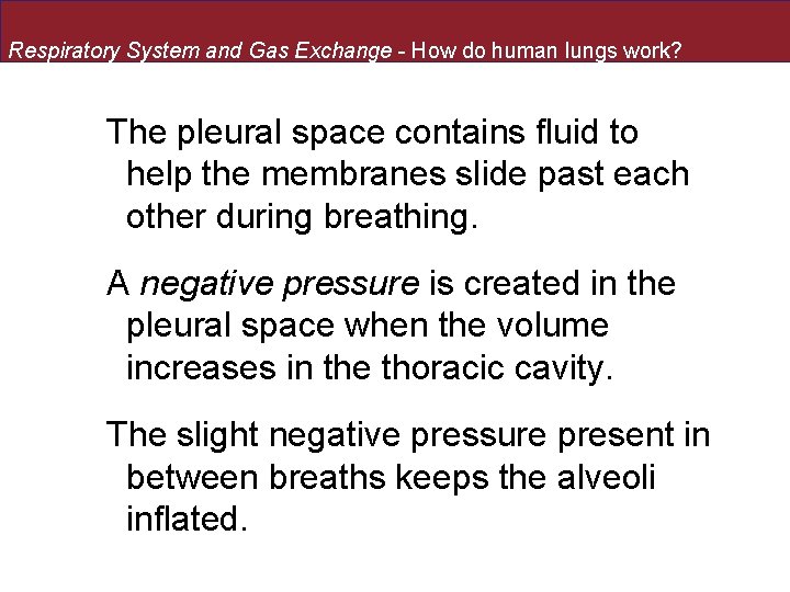 Respiratory System and Gas Exchange - How do human lungs work? The pleural space