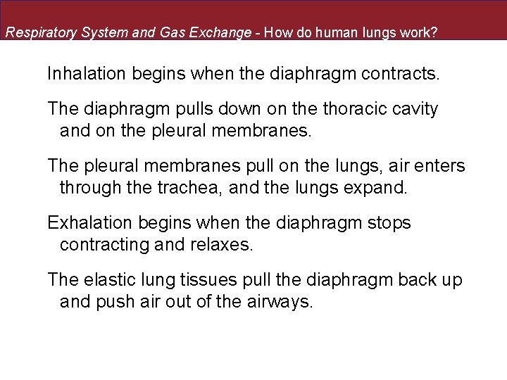 Respiratory System and Gas Exchange - How do human lungs work? Inhalation begins when