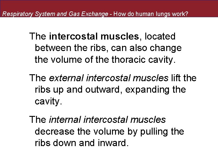 Respiratory System and Gas Exchange - How do human lungs work? The intercostal muscles,