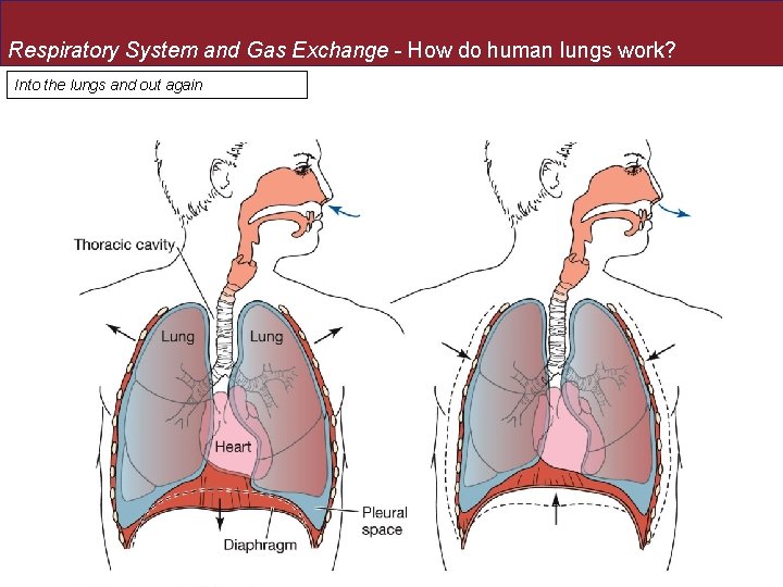 Respiratory System and Gas Exchange - How do human lungs work? Into the lungs