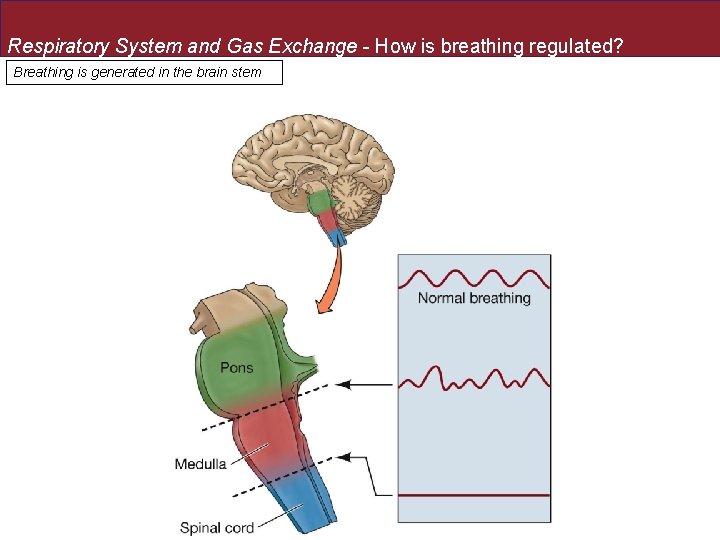 Respiratory System and Gas Exchange - How is breathing regulated? Breathing is generated in