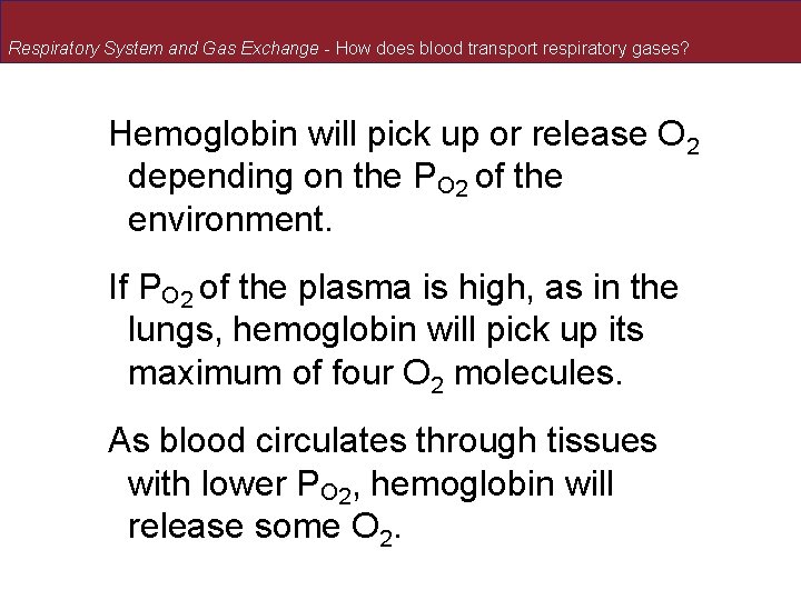 Respiratory System and Gas Exchange - How does blood transport respiratory gases? Hemoglobin will