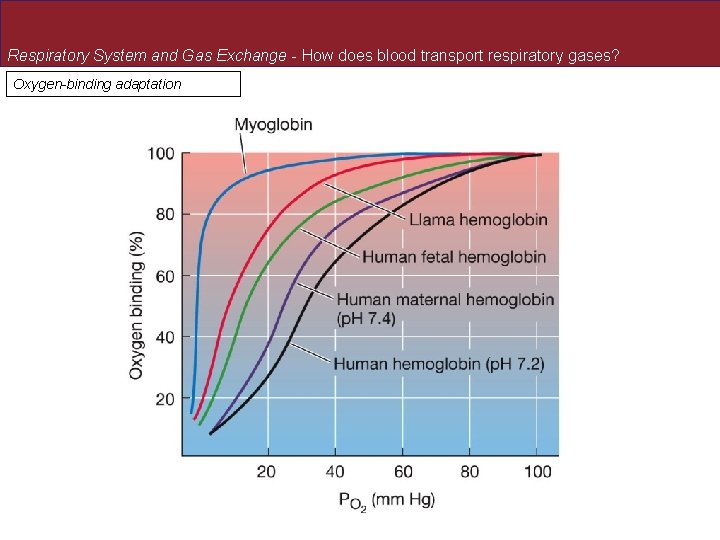 Respiratory System and Gas Exchange - How does blood transport respiratory gases? Oxygen-binding adaptation