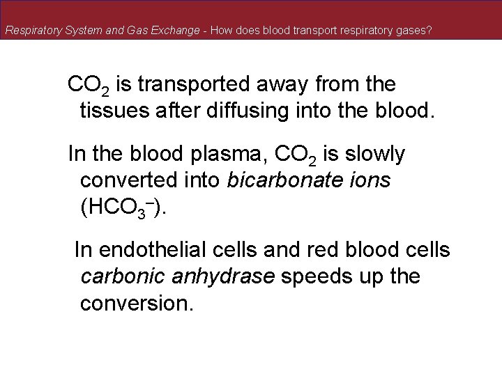 Respiratory System and Gas Exchange - How does blood transport respiratory gases? CO 2