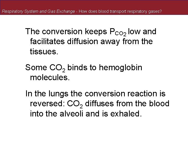 Respiratory System and Gas Exchange - How does blood transport respiratory gases? The conversion