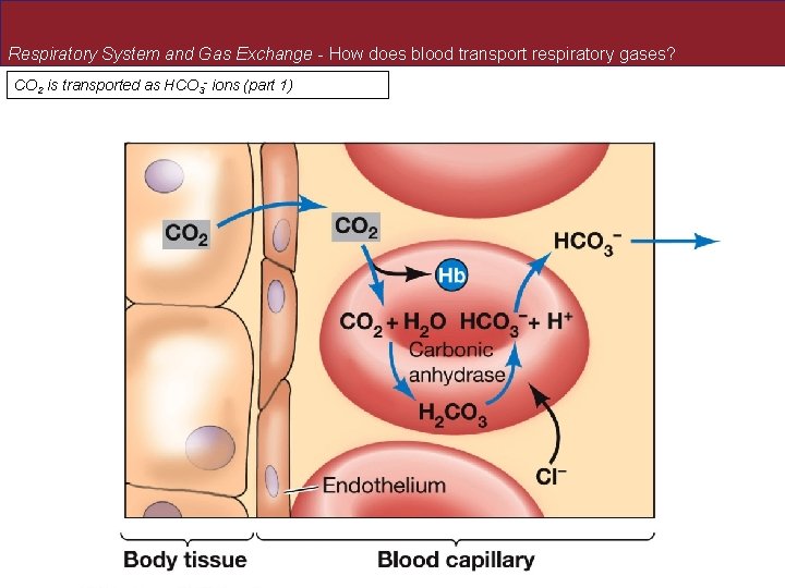 Respiratory System and Gas Exchange - How does blood transport respiratory gases? CO 2