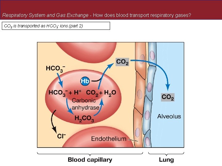 Respiratory System and Gas Exchange - How does blood transport respiratory gases? CO 2