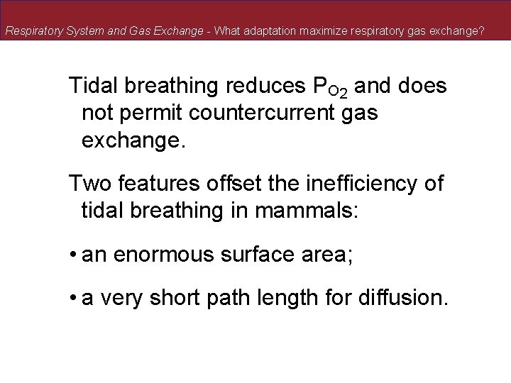 Respiratory System and Gas Exchange - What adaptation maximize respiratory gas exchange? Tidal breathing