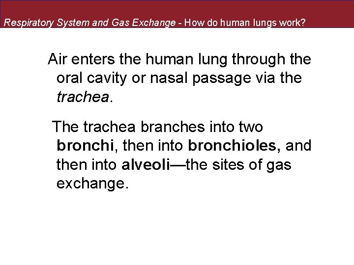 Respiratory System and Gas Exchange - How do human lungs work? Air enters the