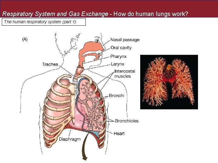 Respiratory System and Gas Exchange - How do human lungs work? The human respiratory