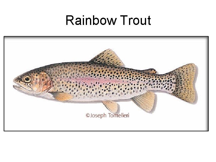 Rainbow Trout 