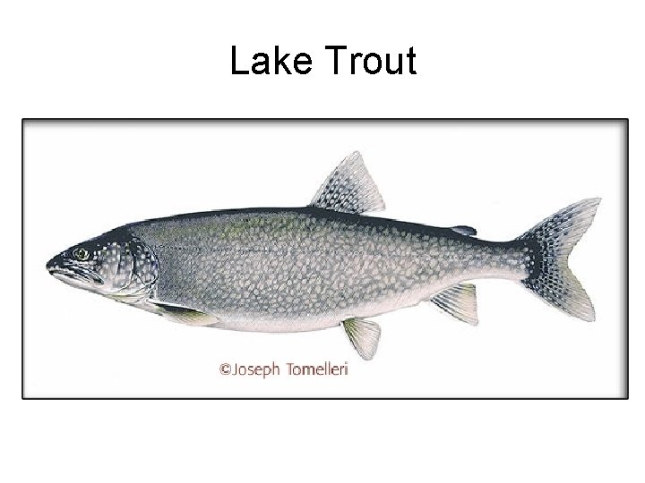 Lake Trout 