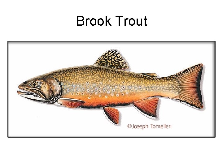 Brook Trout 