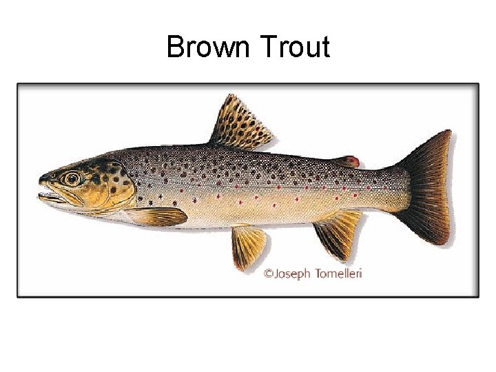 Brown Trout 